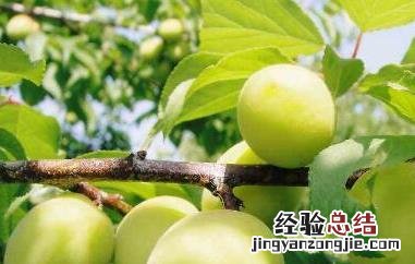 青梅精的功效与作用多少一瓶 青梅精的功效与作用