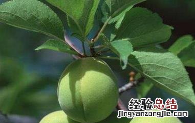青梅精的功效与作用多少一瓶 青梅精的功效与作用