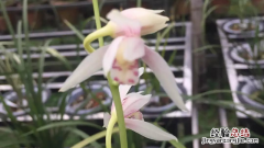 兰花黄叶要怎么处理 盆栽兰草花黄叶怎么办