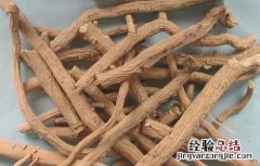 板蓝根的功效与作用新冠 板蓝根的功效与作用