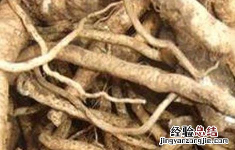 板蓝根的功效与作用新冠 板蓝根的功效与作用