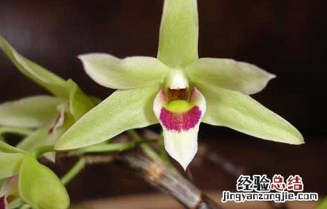 铁皮石斛的功效与作用的功能与主治 铁皮石斛的功效与作用