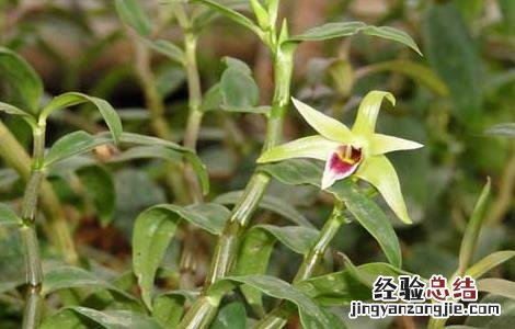 铁皮石斛的功效与作用的功能与主治 铁皮石斛的功效与作用