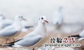 鸽子英语怎么读 鸽子英语的写法