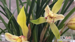 怎么才能让兰花开花 怎么才能让兰花开花呢
