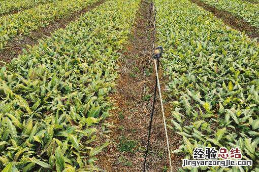 云南黄精种植基地图片 云南哪里有黄精种植基地