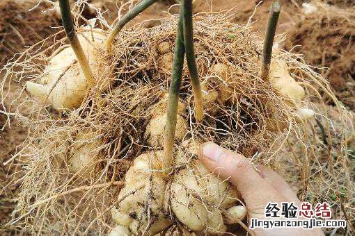云南黄精种植基地图片 云南哪里有黄精种植基地
