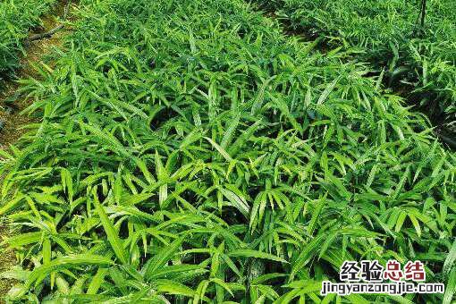 云南黄精种植基地图片 云南哪里有黄精种植基地