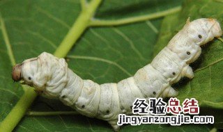 蚕子是什么意思 蚕子怎么说