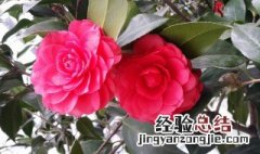 山茶花是什么季节开的 山茶花是什么季节开的花图片