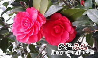 山茶花是什么季节开的 山茶花是什么季节开的花图片