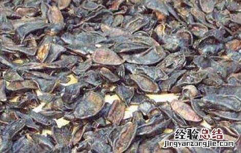 水蛭的功效与作用及禁忌 中药水蛭的功效与作用及禁忌