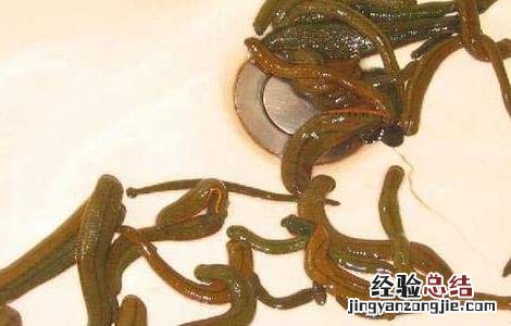 水蛭的功效与作用及禁忌 中药水蛭的功效与作用及禁忌