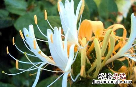 金银花有什么副作用 金银花有什么副作用没