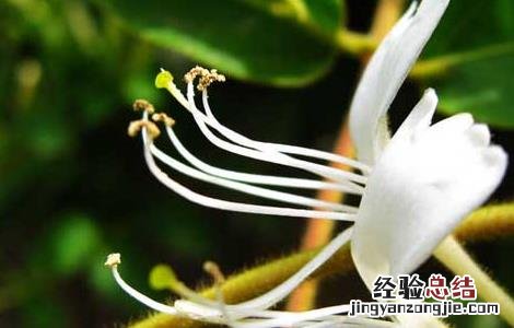 金银花有什么副作用 金银花有什么副作用没