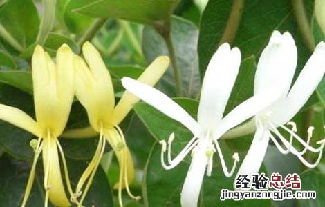 金银花有什么副作用 金银花有什么副作用没
