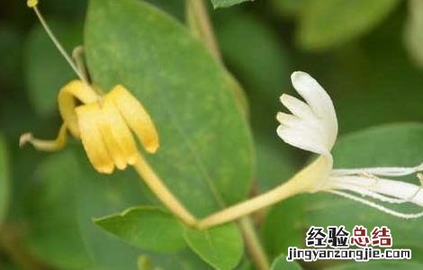 金银花有什么副作用 金银花有什么副作用没