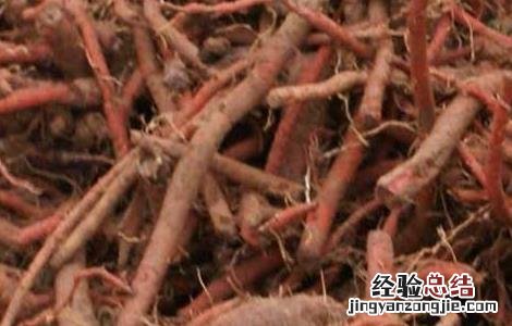 丹参的食用功效 丹参的食用功效与作用