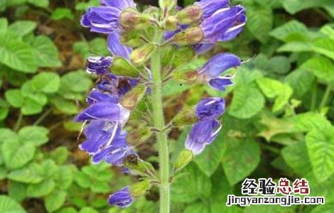 丹参的食用功效 丹参的食用功效与作用