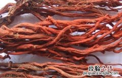 丹参的食用功效 丹参的食用功效与作用