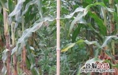 玉米脱肥症状和防治方法图片 玉米脱肥症状和防治方法