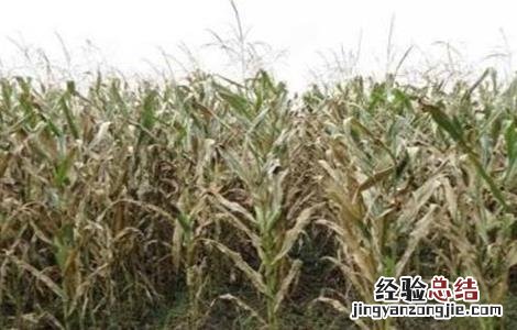 玉米脱肥症状和防治方法图片 玉米脱肥症状和防治方法