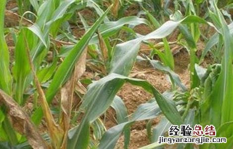 玉米脱肥症状和防治方法图片 玉米脱肥症状和防治方法