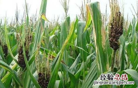 玉米盐酸害的防治方法 玉米的病害及防治措施