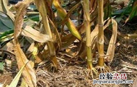 玉米盐酸害的防治方法 玉米的病害及防治措施