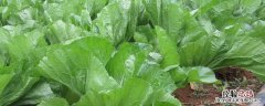 芥菜病虫害的防治 芥菜病虫害识别与防治
