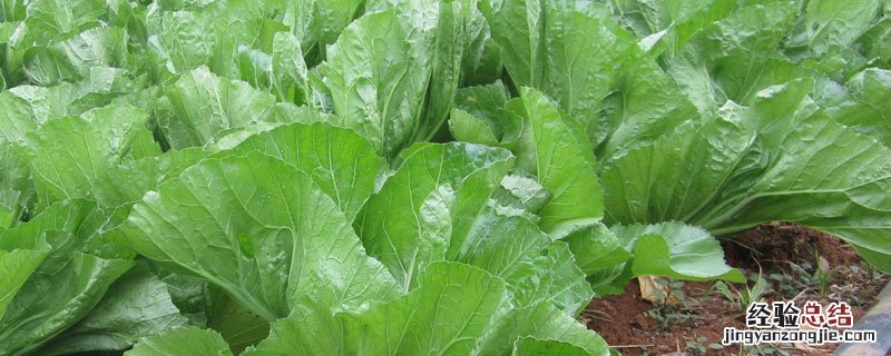 芥菜病虫害的防治 芥菜病虫害识别与防治