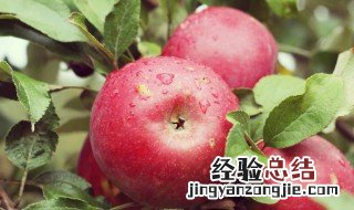 怎样煮梨水治咳嗽最好 苹果和梨子可以一起煮水喝吗