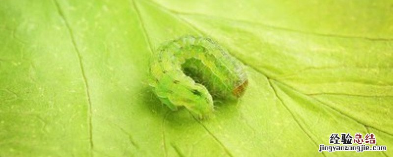杀菜青虫的自制偏方 杀菜青虫的自制偏方视频