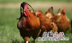 鸡肉的营养价值及功效与作用禁忌 鸡肉的营养价值及功效与作用