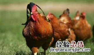鸡肉的营养价值及功效与作用禁忌 鸡肉的营养价值及功效与作用