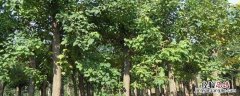 哪有五公分的楸树苗 5一6公分楸树价格表