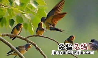 燕子第二自然段中描写景物有 燕子第二自然段所写景物及其特点