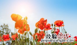 描述花的积极向上的句子有哪些 描述花的积极向上的句子
