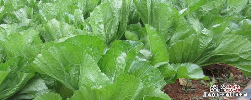 芥菜什么时候可以种植 芥菜冬天可以种植吗