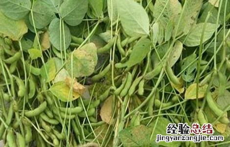 大豆自留种需要注意什么 大豆自留种注意事项