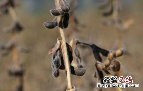 大豆自留种需要注意什么 大豆自留种注意事项