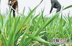 小麦控旺原因及方法 小麦控旺的技术要领