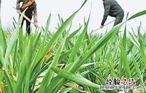 小麦控旺原因及方法 小麦控旺的技术要领