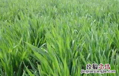 小麦控旺原因及方法 小麦控旺的技术要领
