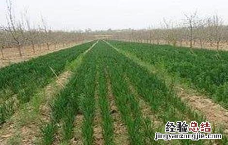 小麦控旺原因及方法 小麦控旺的技术要领