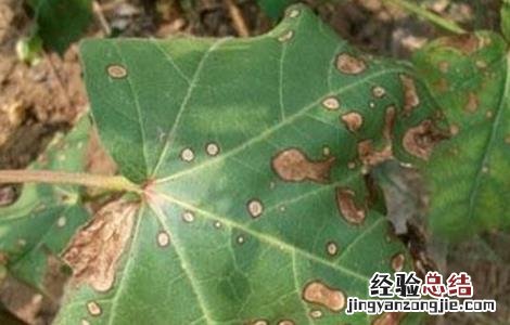 棉花药害补救措施 棉花药害的补救方法