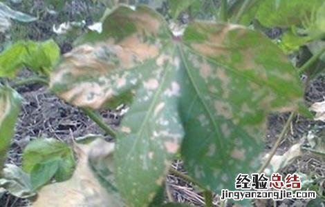 棉花药害补救措施 棉花药害的补救方法