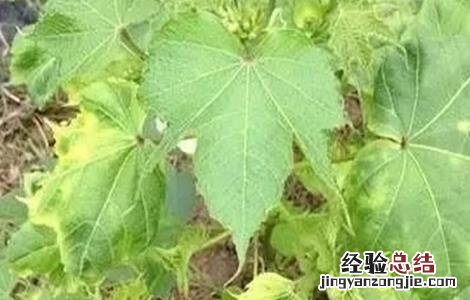 棉花药害补救措施 棉花药害的补救方法