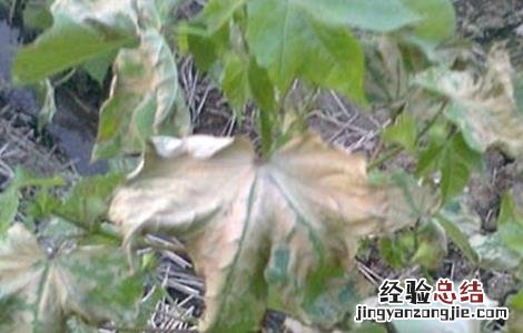 棉花药害补救措施 棉花药害的补救方法