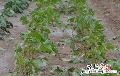 棉花育苗期三害预防措施 棉花育苗期三害预防措施